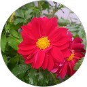 Sumita Sarmal profile picture